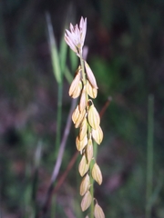 Polygala monspeliaca