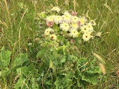 Sonchus grandifolius