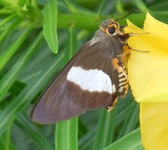 Coeliades forestan forestan