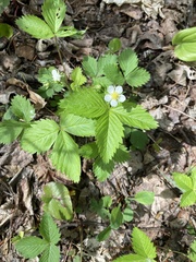 Fragaria vesca americana