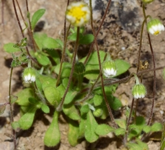 Bellis annua microcephala