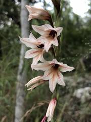 Gladiolus hollandii