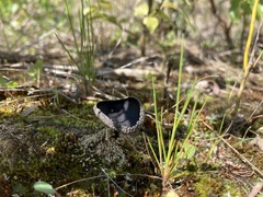 Helvella corium