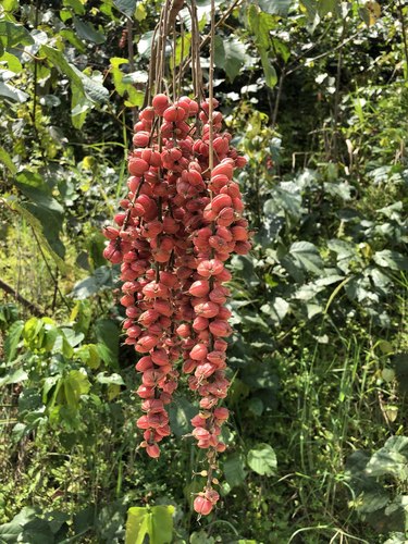 Alchornea cordifolia