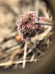 Chorizanthe cuspidata