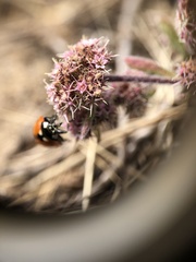 Chorizanthe cuspidata