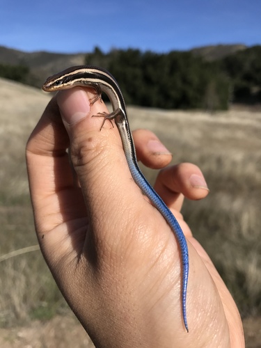 iNaturalist observation photo of Western Skink