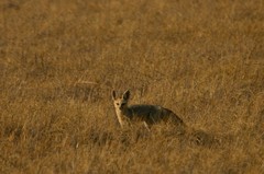 Vulpes chama