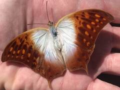 Charaxes varanes
