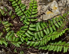 Asplenium azomanes