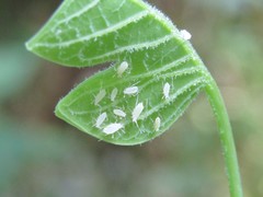 Illinoia liriodendri