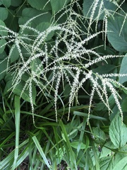 Aruncus