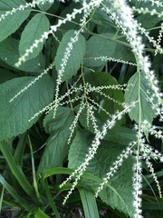 Aruncus