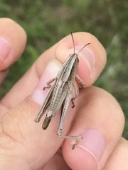 Paratylotropidia brunneri