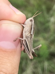 Paratylotropidia brunneri