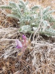 Astragalus inflexus