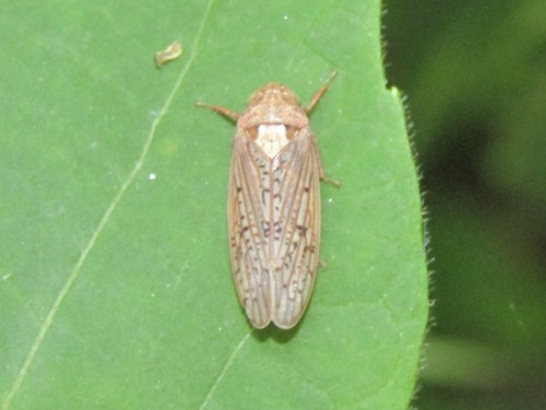Ponana rubida