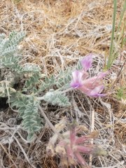 Astragalus inflexus