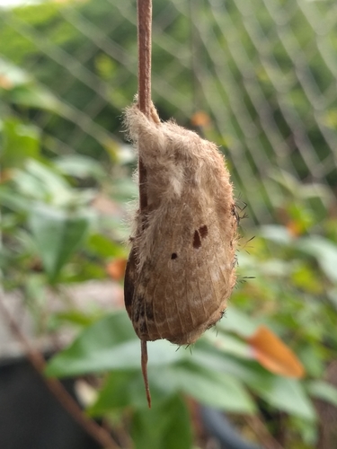 Tolype innocens