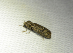 Lichenophanes bicornis