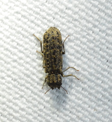 Lichenophanes bicornis