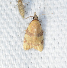 Cenopis diluticostana