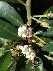 Erythroxylum emarginatum