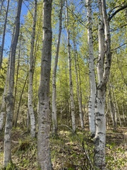 Betula neoalaskana