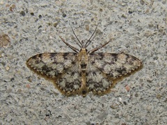 Idaea contiguaria
