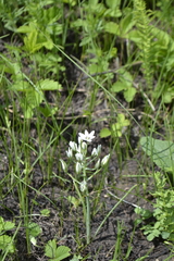 Ornithogalum