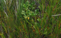 Coprosma serrulata