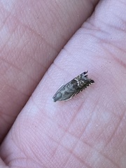 Grapholita eclipsana