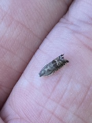 Grapholita eclipsana