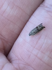 Grapholita eclipsana