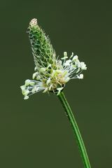 Plantago lanceolata