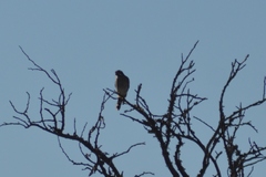 Spiziapteryx circumcincta