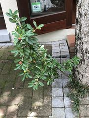 Erythroxylum emarginatum