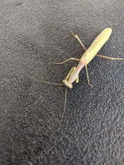 Mantidae