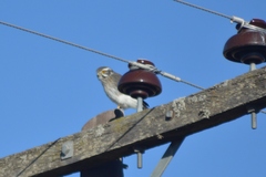 Spiziapteryx circumcincta