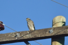 Spiziapteryx circumcincta