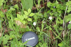 Stellaria palustris