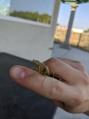 Mantidae
