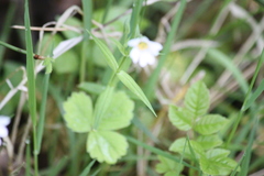 Stellaria palustris