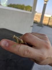 Mantidae