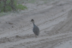 Nothoprocta cinerascens