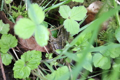 Stellaria palustris