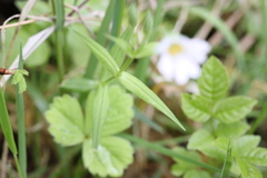 Stellaria palustris