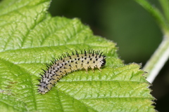 Periclista