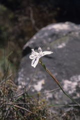 Moraea barkerae