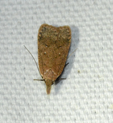 Georgia Dichomeris Moth and Allies photo 3